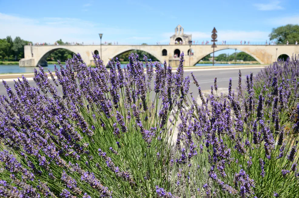 Agence MICE à Avignon