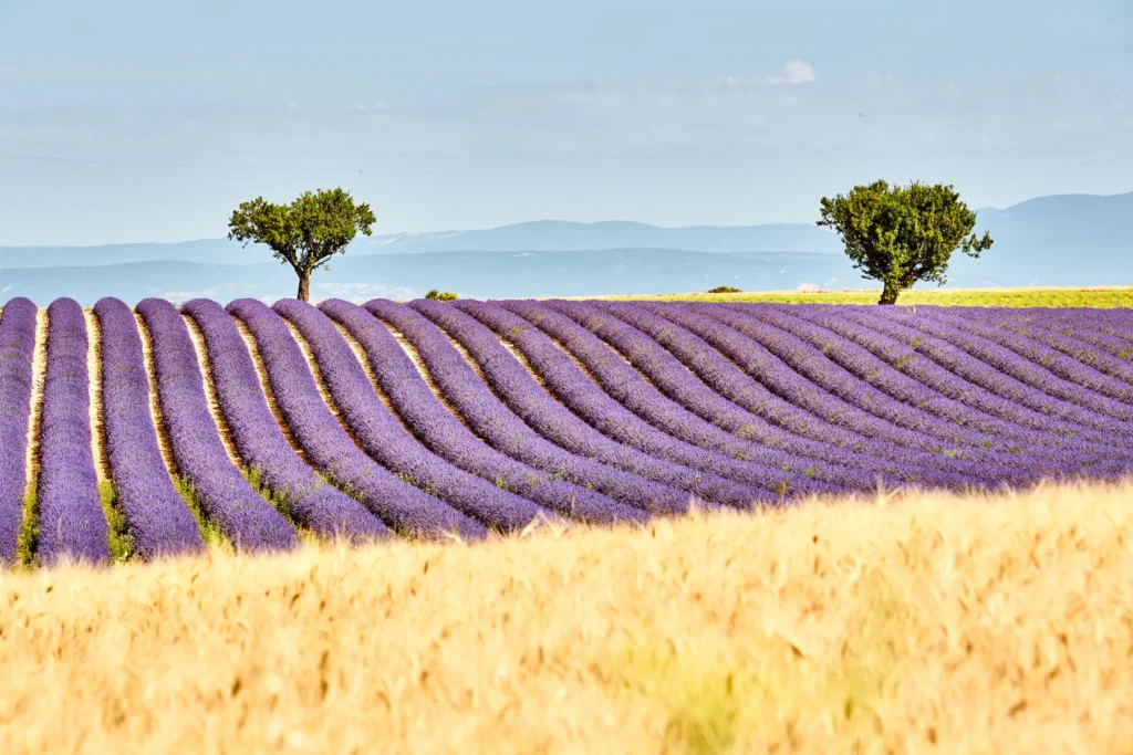 Rangs de lavande en fleur bordés de blés dorés, paysage provençal typique — Avignon