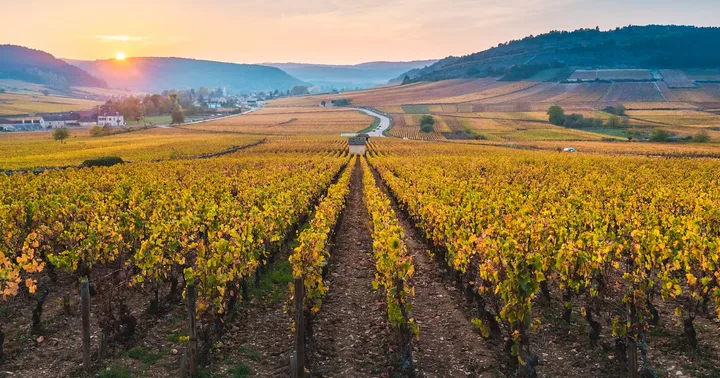 Rangs de vignes au lever du soleil, coteaux dorés du vignoble — Besançon