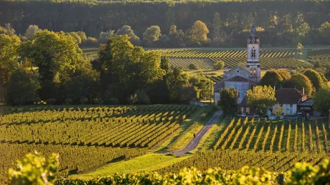 Vignobles dorés au soleil couchant autour d'une église de campagne — Bordeaux