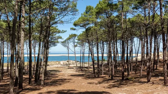 Forêts des Landes — événement d'entreprise à Bordeaux