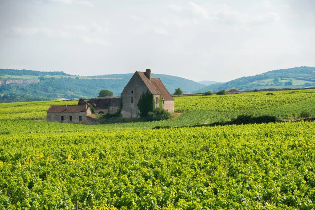 Maison vigneronne en pierre au milieu des vignes, collines bourguignonnes en arrière-plan — Dijon