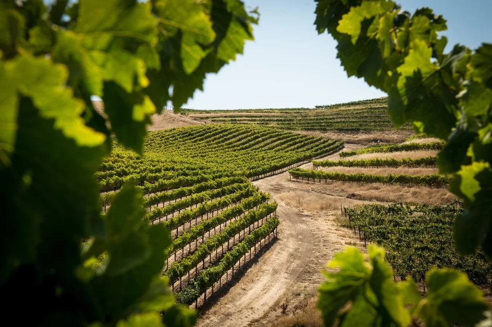 Chemin serpentant entre les rangs de vignes vallonnés, aperçu à travers le feuillage — Dijon