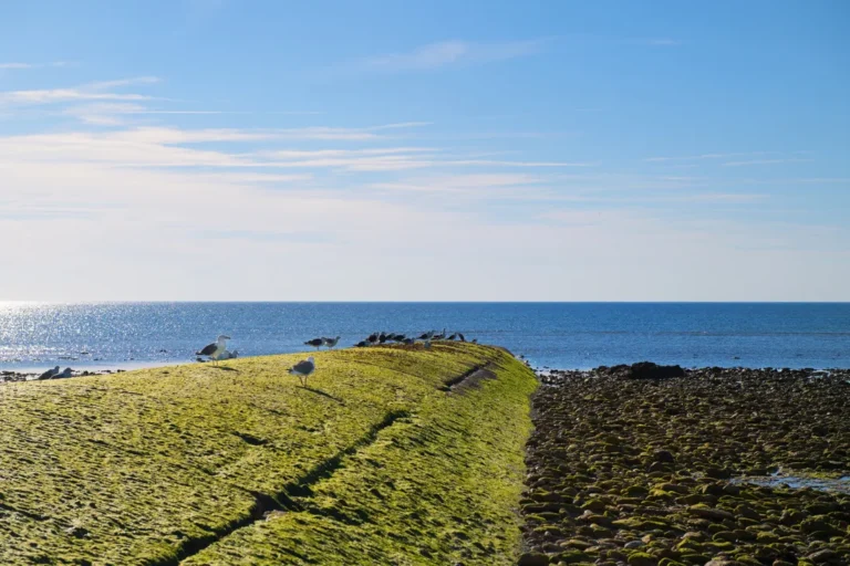 Îles & nature atlantique — événement d'entreprise à La Rochelle