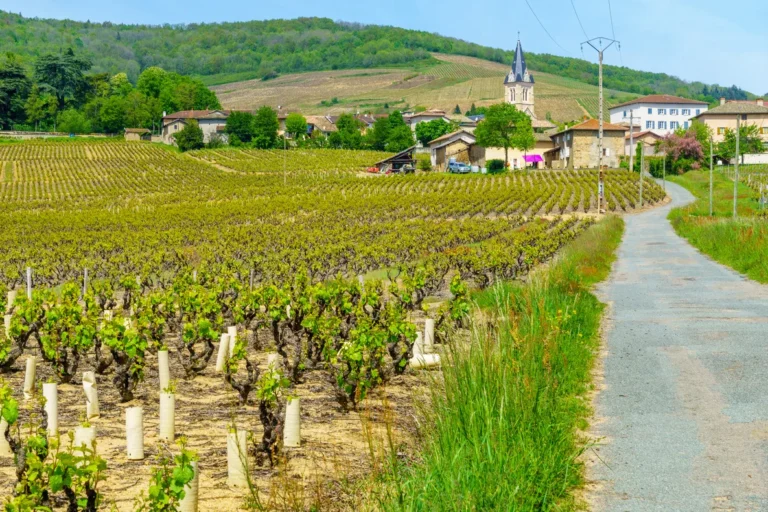 Beaujolais Grand Cru (100% Rhône) — événement d'entreprise à Lyon