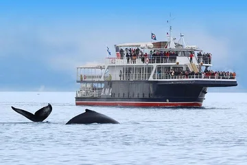 Croisière aux baleines — événement d'entreprise à Montréal