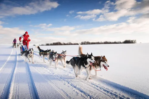 Traîneau à chiens dans les Laurentides — événement d'entreprise à Montréal