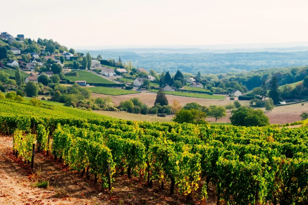 Les rangs de vignes du Sancerrois dominant les hameaux viticoles, décor de la Route des Vins — Orléans-Bourges-Nevers