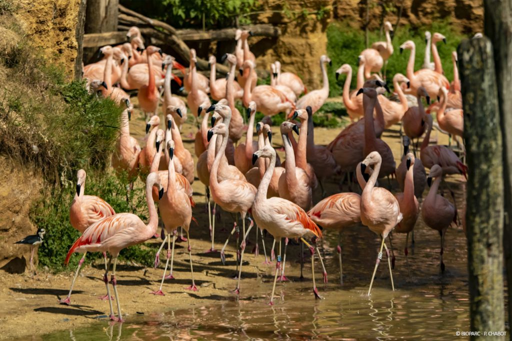 5. Bioparc Zoo de Doué-la-Fontaine, événement d'entreprise en Maine-et-Loire