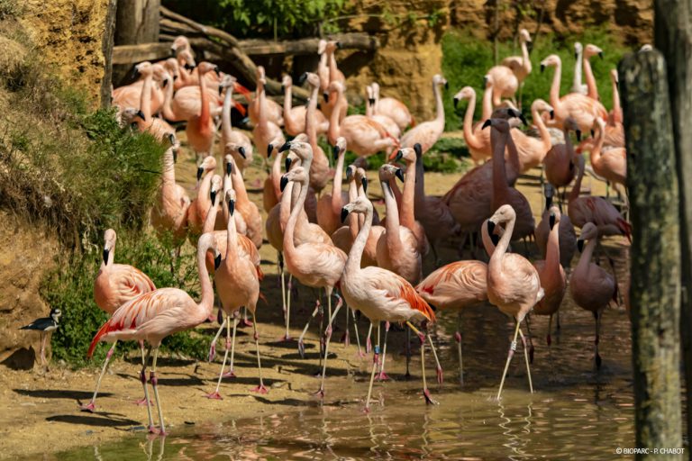 Bioparc Zoo de Doué-la-Fontaine, événement d'entreprise Maine-et-Loire
