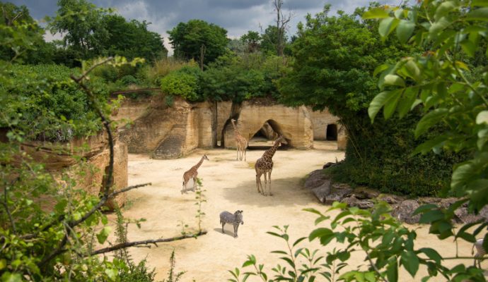 5. Bioparc Zoo de Doué-la-Fontaine, espace séminaire pour entreprise en Maine-et-Loire