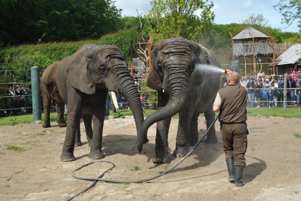 Aalborg Zoo, espace pour événement d'entreprise