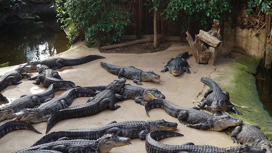 Alligator Bay, séminaire d'entreprise, Manche