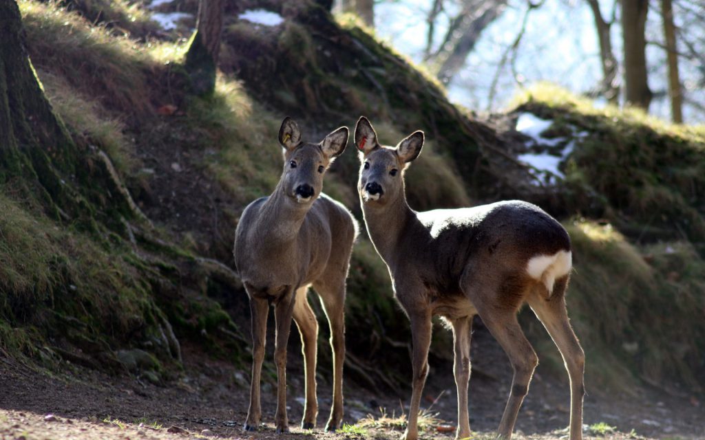 Alpenzoo Innsbruck, événement d'entreprise