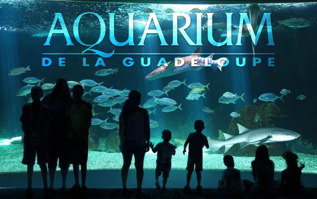 Aquarium de la Guadeloupe, espace séminaire pour entreprise en Guadeloupe