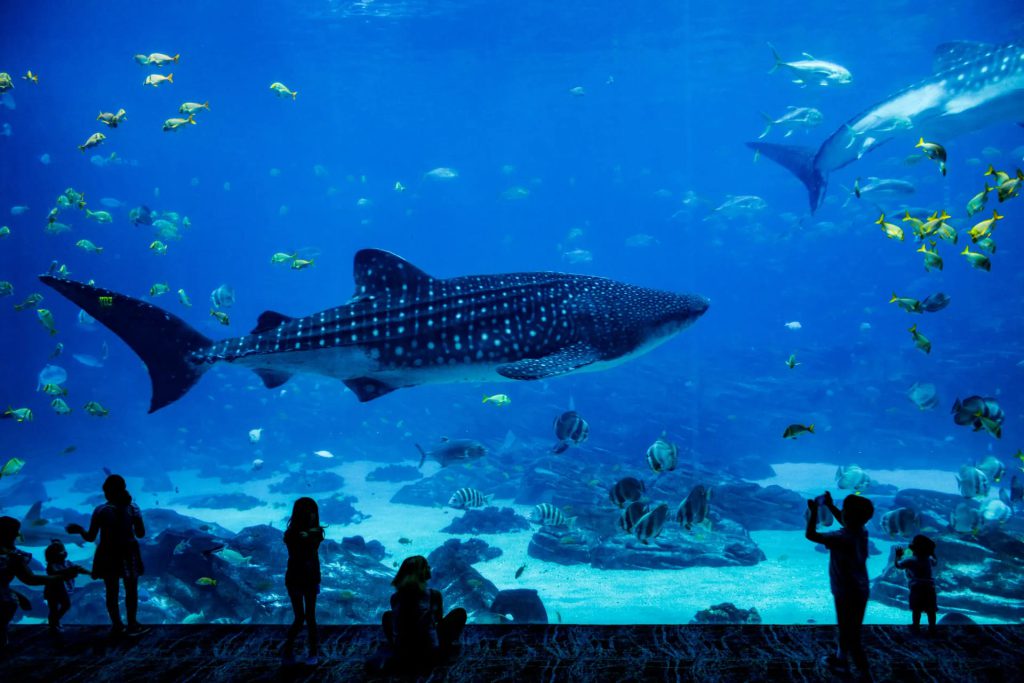 Aquarium de la Rochelle, espace pour événement d'entreprise, Charente-Maritime