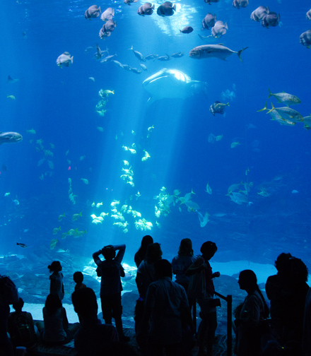 Aquarium de la Rochelle, espace séminaire pour entreprise en Charente-Maritime