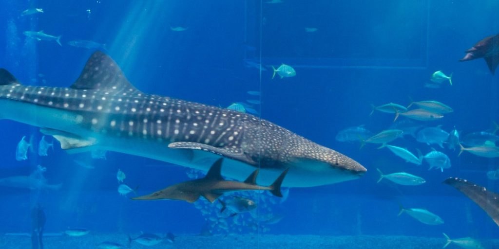 Aquarium de Vendée, lieu d'événement d'entreprise en Vendée