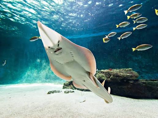 Aquarium de Vendée, espace séminaire pour entreprise en Vendée