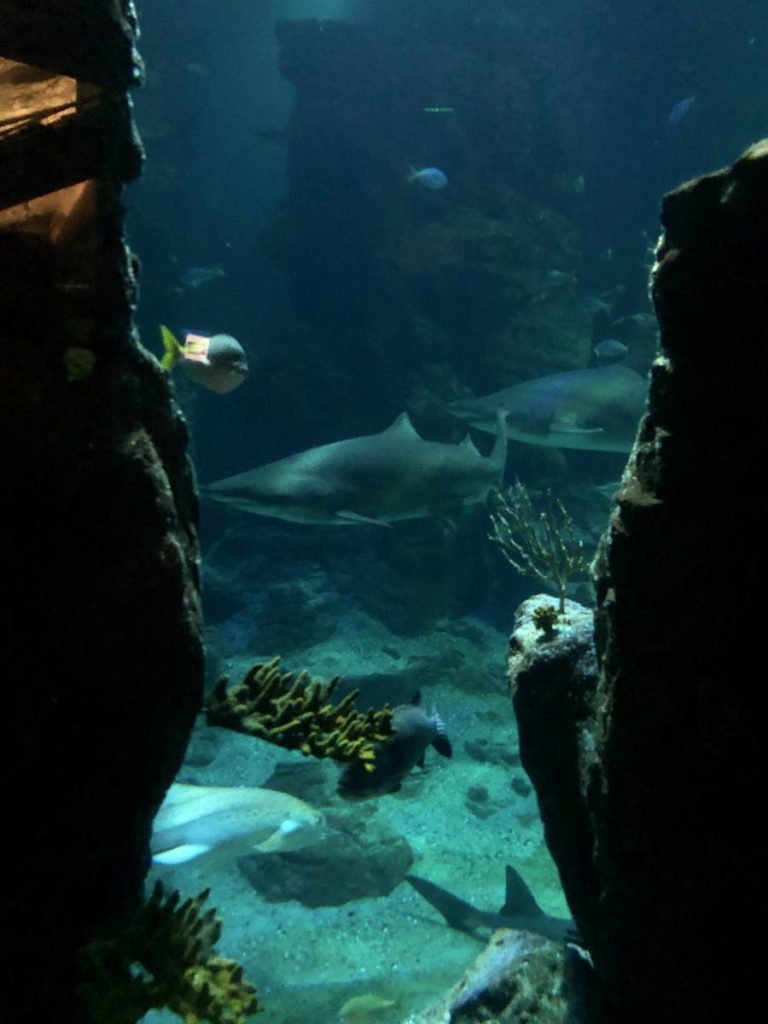 Aquarium des Tropiques, séminaire d'entreprise, Drôme