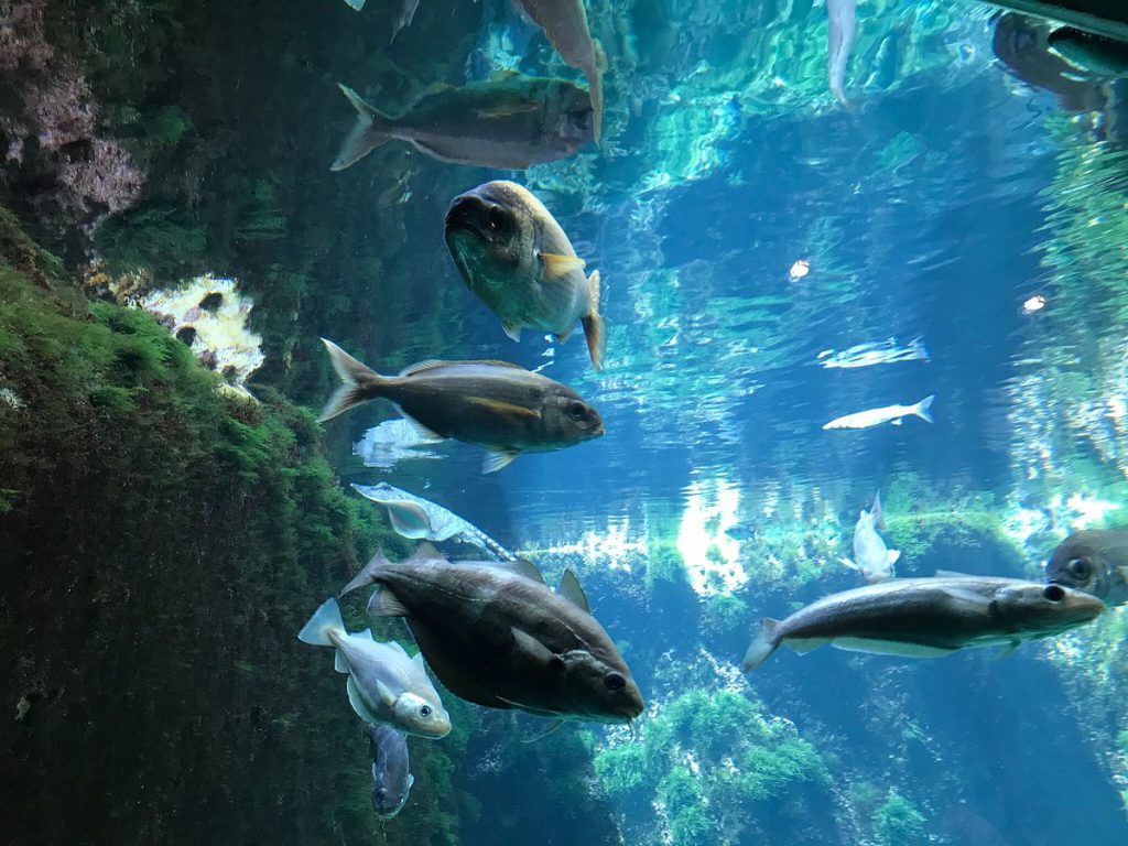 Aquarium Marin de Trégastel, lieu d'événement d'entreprise en Côtes-d'Armor