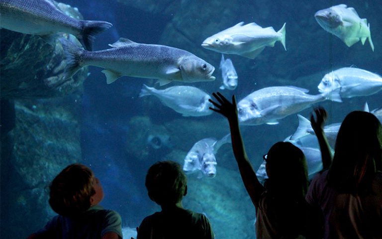 Aquashow, événement d'entreprise Finistère
