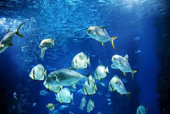 Aquashow, lieu d'événement d'entreprise en Finistère