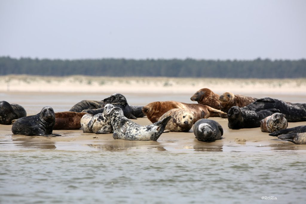 Baie de Somme, événement d'entreprise en Somme