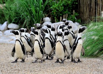 Bioparco Di Roma, événement d'entreprise 