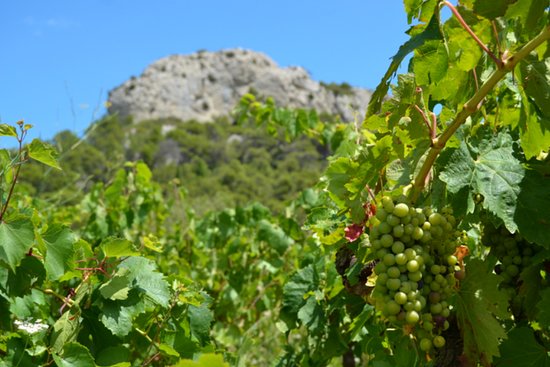 Château Pech Redon, lieu d'événement d'entreprise en Aude