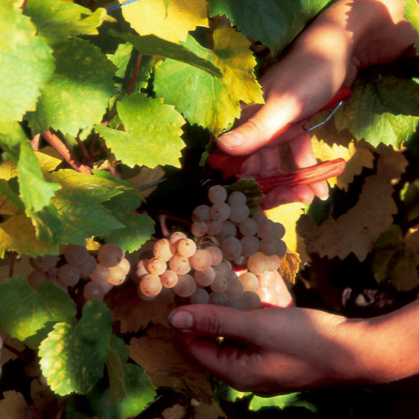Domaine Bott-Geyl, espace pour événement d'entreprise, Haut-Rhin