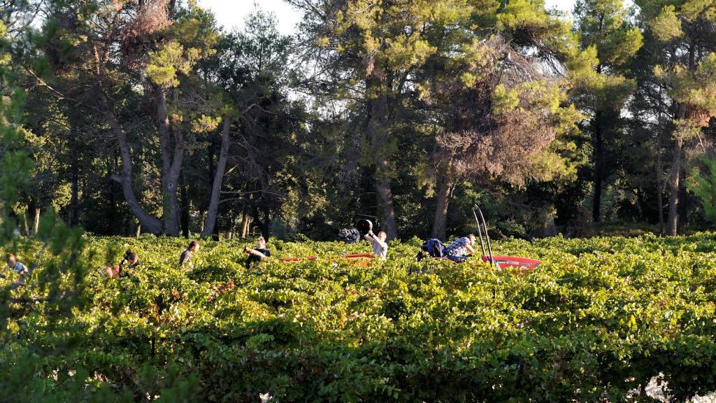 Domaine de Trévallon, lieu d'événement d'entreprise en Bouches-du-Rhône