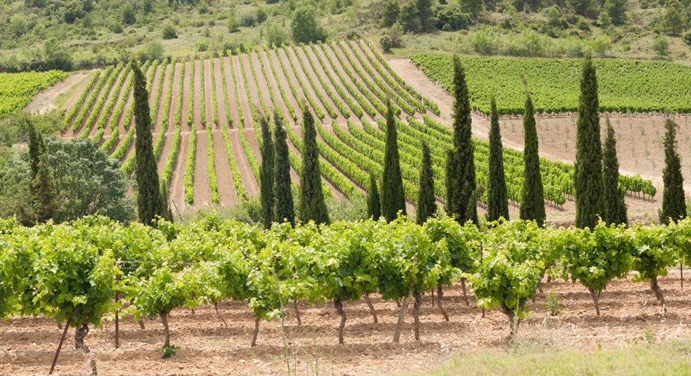 Domaine Gauby, séminaire d'entreprise, Pyrénées-Orientales