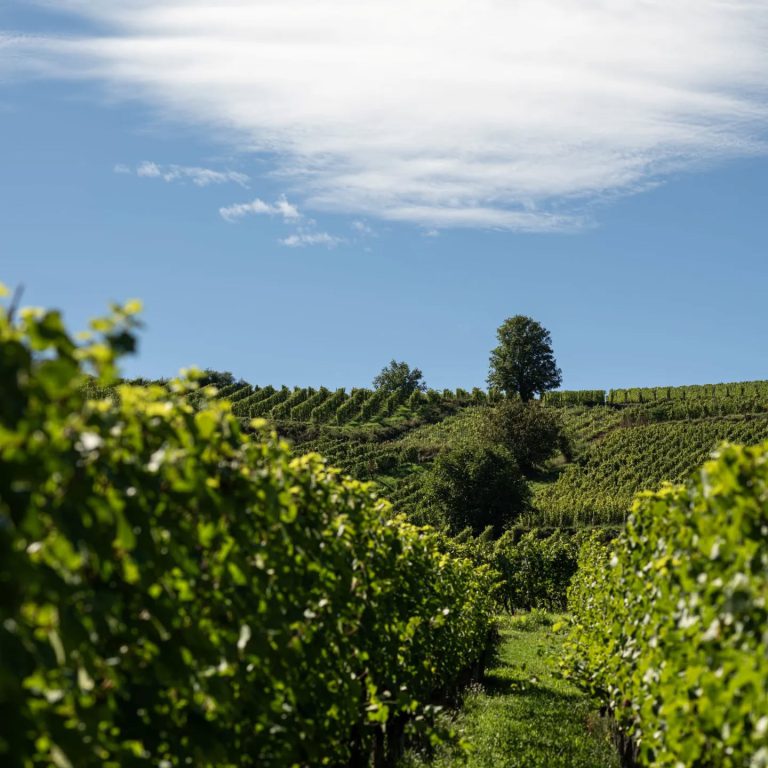 Domaine Josmeyer Haut-Rhin