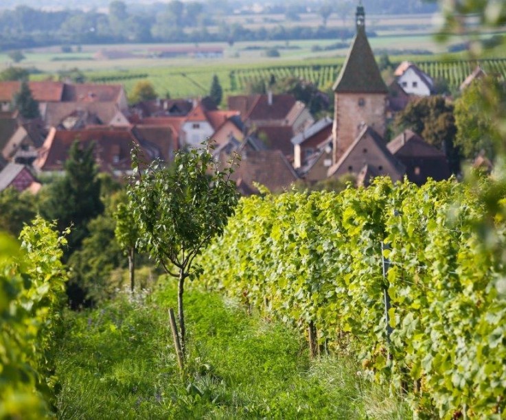 Domaine Marcel Deiss, événement d'entreprise Haut-Rhin