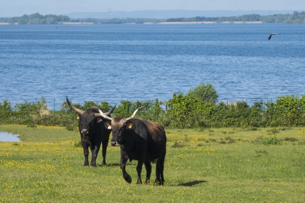 Espace Faune de la Forêt d’Orient, espace pour événement d'entreprise, Aube