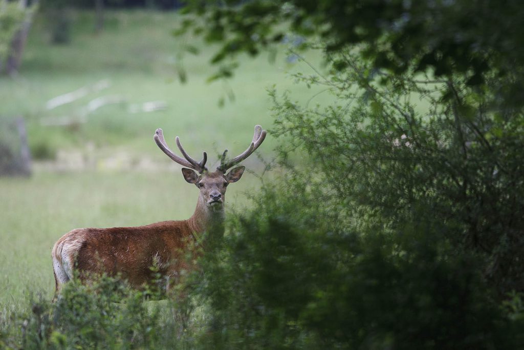 Espace Faune de la Forêt d'Orient, lieu d'événement d'entreprise en Aube