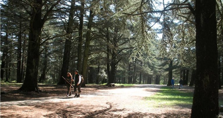 Forêt de Cèdres du Luberon, événement d'entreprise Vaucluse