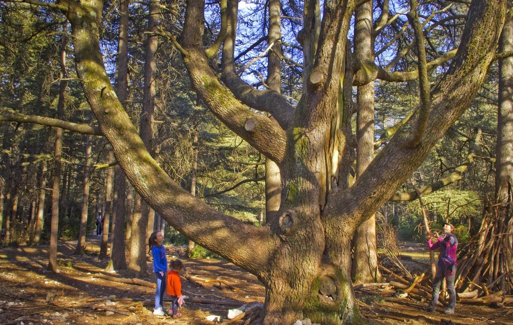 Forêt de Cèdres du Luberon, espace pour événement d'entreprise, Vaucluse