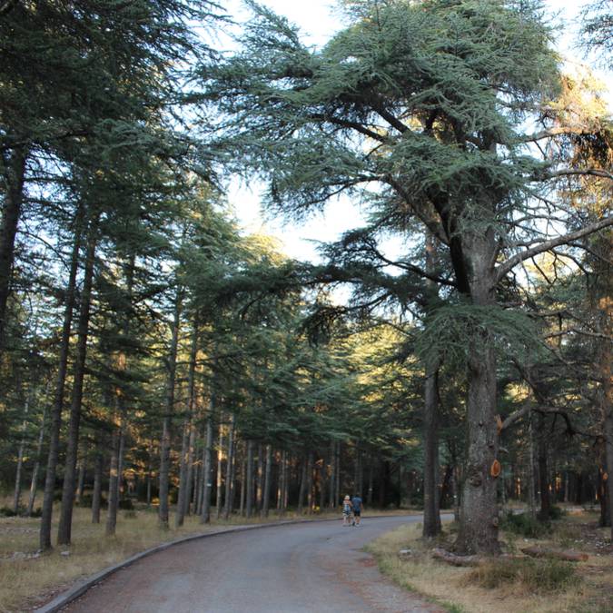 Forêt de Cèdres du Luberon, lieu d'événement d'entreprise en Vaucluse