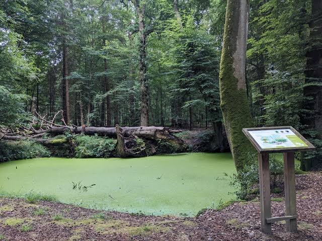 Forêt de Crécy, espace pour événement d'entreprise, Somme