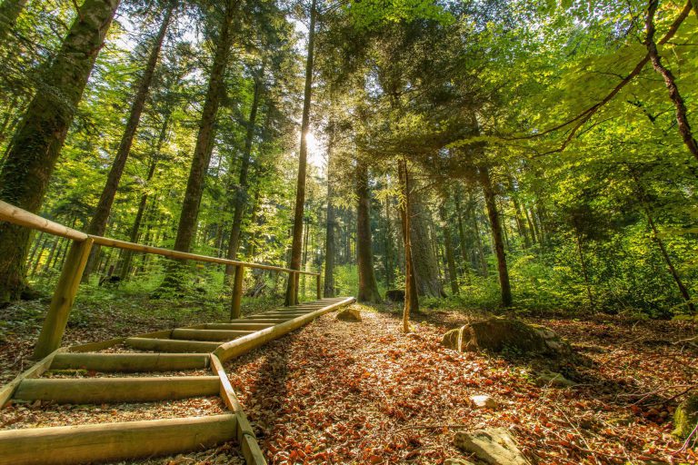 Forêt de la Joux, événement d'entreprise Jura