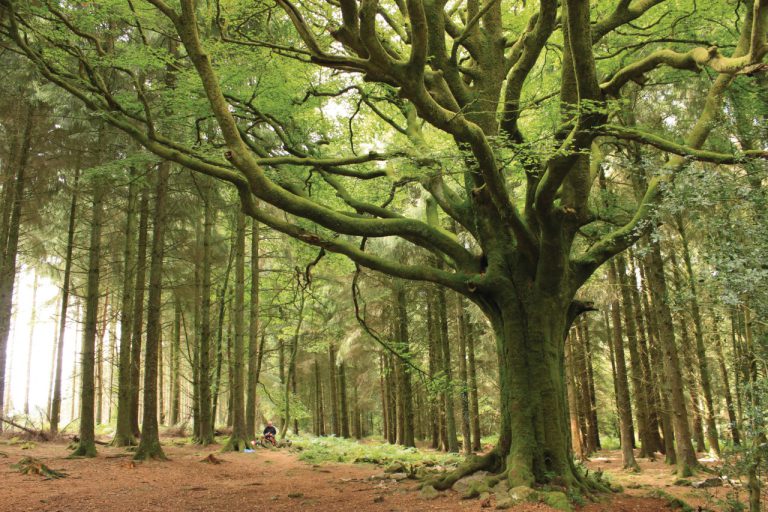 Forêt de Paimpont / Brocéliande, lieu pour événement d'entreprise