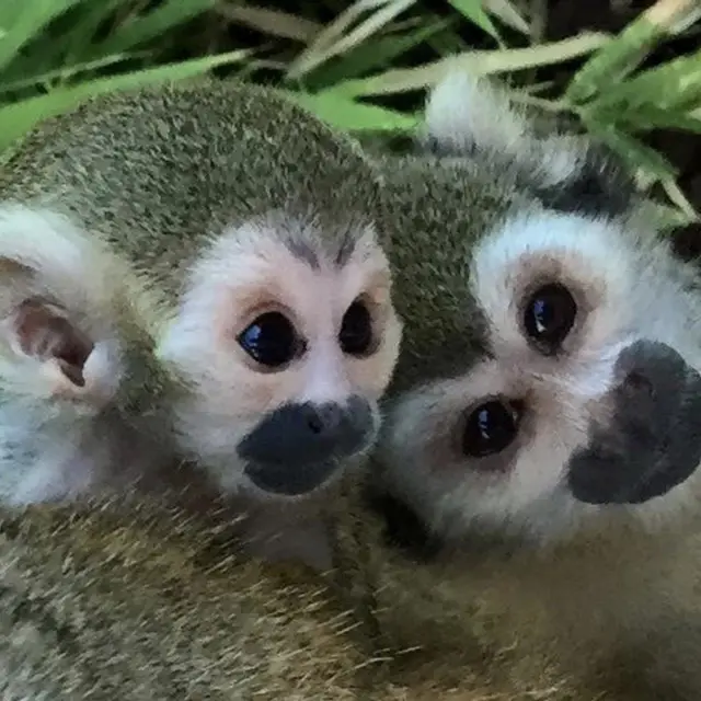 Jardin Zoologique Tropical, séminaire d'entreprise, Var