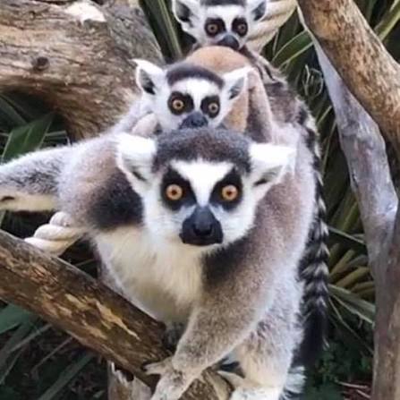 Jardin Zoologique Tropical, espace pour événement d'entreprise, Var