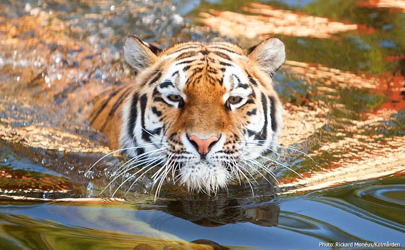 Kolmården Wildlife Park, espace pour événement d'entreprise