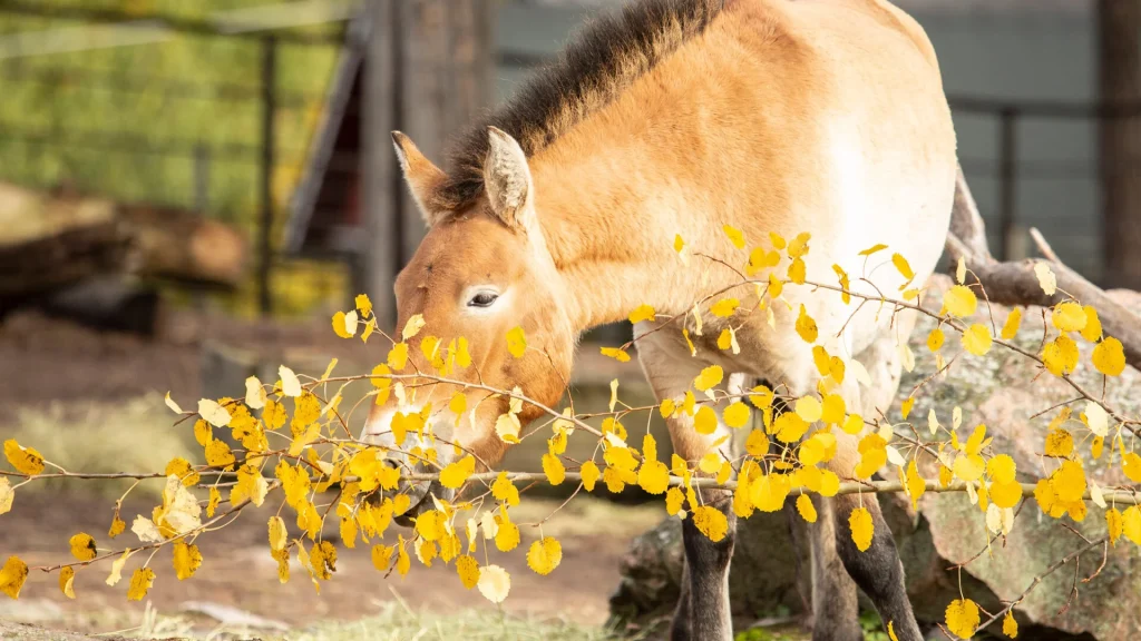 Korkeasaari Zoo, événement d'entreprise