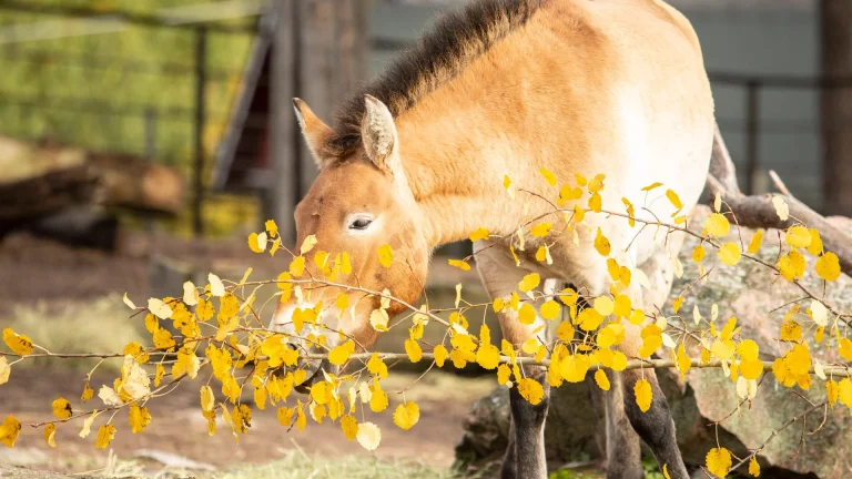Korkeasaari Zoo 