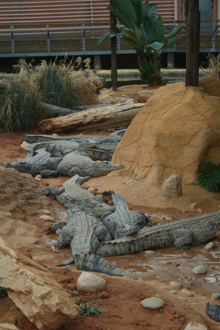 La Ferme aux Crocodiles, lieu pour événement d'entreprise