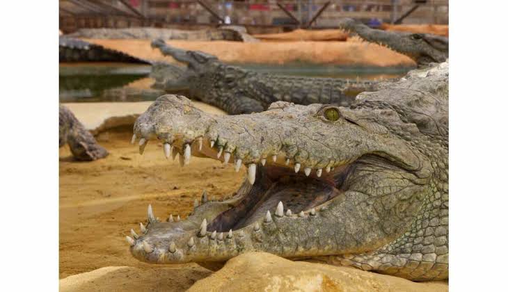 La Ferme aux Crocodiles, espace séminaire pour entreprise en Drôme
